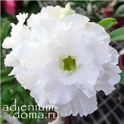 Adenium Obesum Double Flower NEW-88