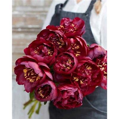 Пион Бакай Белль, арт.: 74677