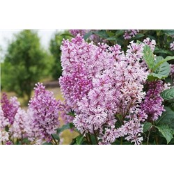 Саженцы Сирень Прэстона Менуэт, арт.: 75323