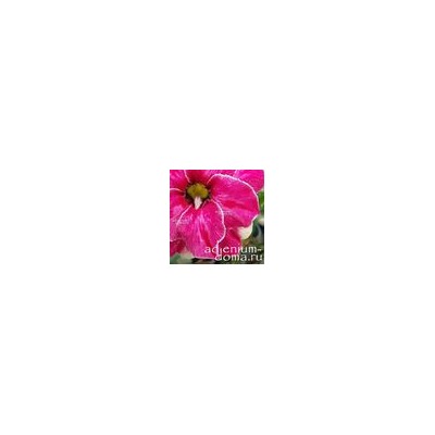 Adenium Obesum Double Flower SWEET ROUGH