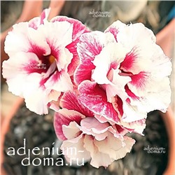 Adenium Obesum Double Flower NEW-161