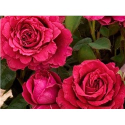 Rose des 4 Vents "Роза 4 х Ветров"