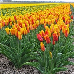 Луковицы Тюльпан лилиецветный Ванде-Глоб, арт.: 69898