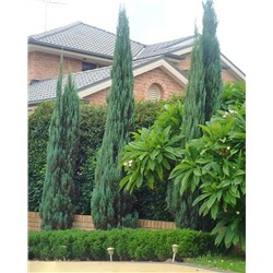 Саженцы Можжевельник скальный Скайрокет, арт.: 74877