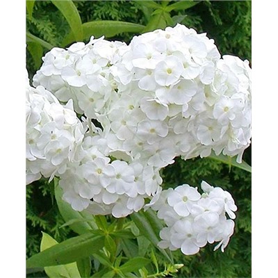 Флокс метельчатый Давид, арт.: 73322