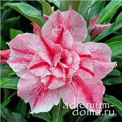 Adenium Obesum Double Flower NEW-224