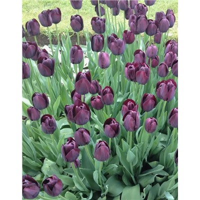 Луковицы Тюльпан Квин оф Найт, арт.: 69083
