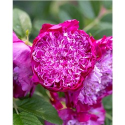 Саженцы Роза ругоза Помпон Парфюм, арт.: 74778