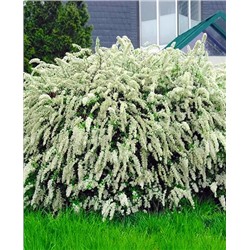 Саженцы Спирея серая Грефшейм, арт.: 69744