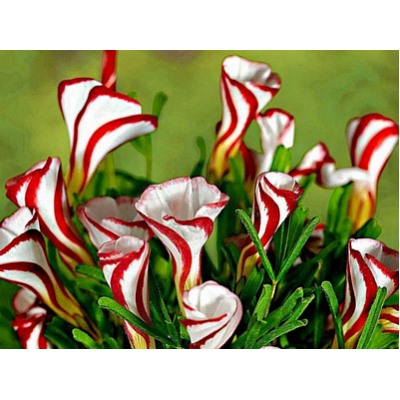 Оксалис Versicolor "Версиколор"