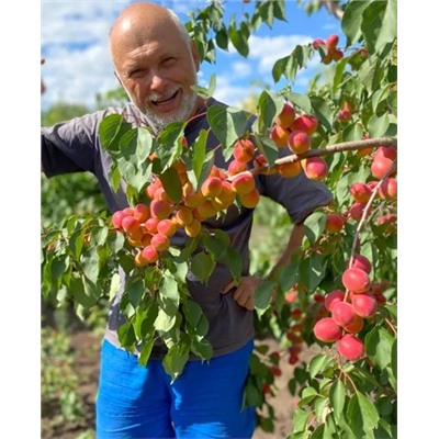 Саженцы Абрикос Саратовский рубин, арт.: 768