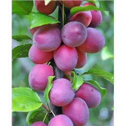 Саженцы Слива колонновидная Блю Свит, арт.: 69867