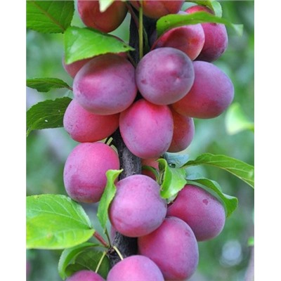 Саженцы Слива колонновидная Блю Свит, арт.: 69867