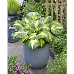 Корень Хоста Хитвейф хармони, арт.: 74708