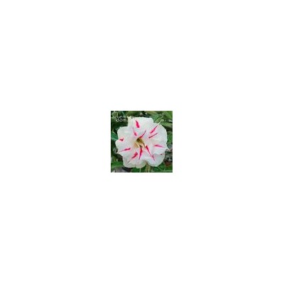Adenium Obesum Double Flower NEW-98