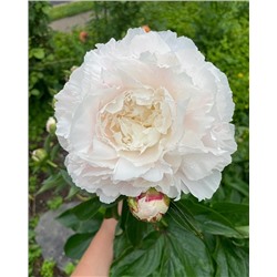 Пион Энн Казинс, арт.: 74679