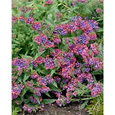 Саженцы Медуница Расберри Сплэш, арт.: 74728