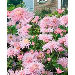 Саженцы Хризантема корейская Перлинка розовая, арт.: 1967