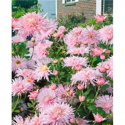 Саженцы Хризантема корейская Перлинка розовая, арт.: 1967