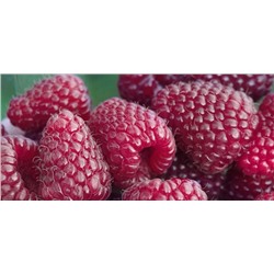 Саженцы Малина ремонтантная Самохвал, арт.: 75088