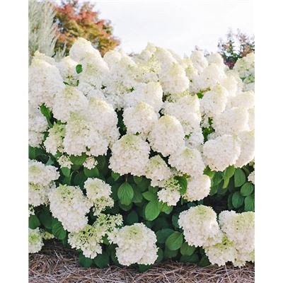 Саженцы Гортензия метельчатая Литтл Хотти, арт.: 74739