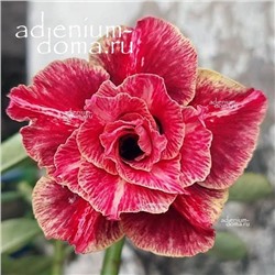 Adenium Obesum Double Flower TC-09