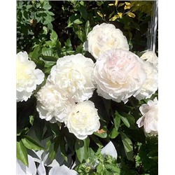 Пион Ширли темпл, арт.: 4799