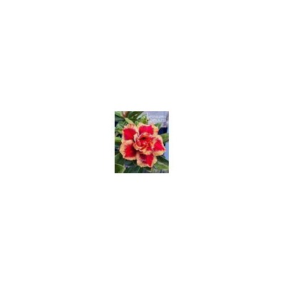 Adenium Obesum Double Flower TC-10
