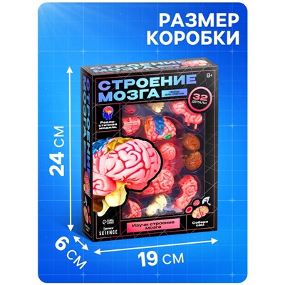 Набор для опытов «Строение мозга», анатомическая модель