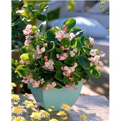 Набор бегоний элатиор №3