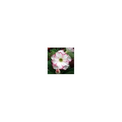 Adenium Obesum Double Flower NEW-08
