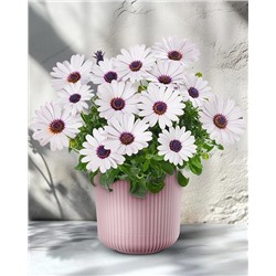 Саженцы Остеоспермум Санни Феликс, арт.: 73896