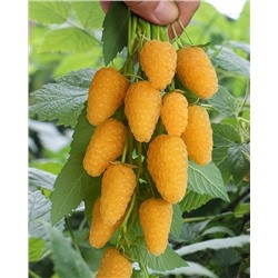 Саженцы Саженцы Малина ремонтантная Светлячок, арт.: 75000