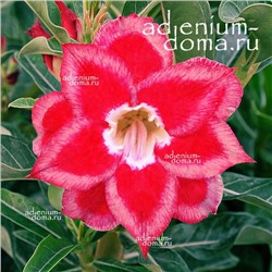 Adenium Obesum Double Flower NEW-213