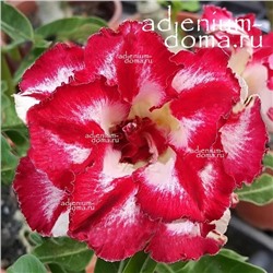 Adenium Obesum Double Flower SUPER HEART