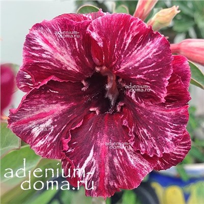 Adenium Obesum Double Flower JARADIN