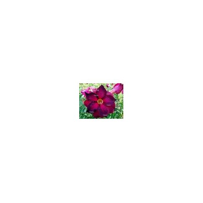 Adenium Obesum Double Flower PURPLE FLОURISH