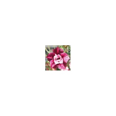 Adenium Obesum Double Flower NEW-129