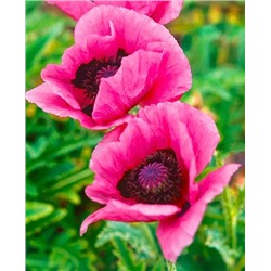 Мак Расберри квин, арт.: 70340