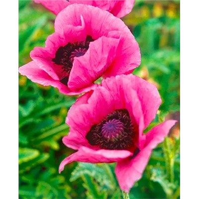 Мак Расберри квин, арт.: 70340