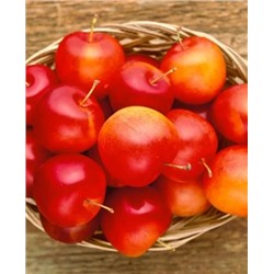 Саженцы Слива Скороплодная, арт.: 20308