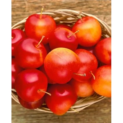 Саженцы Слива Скороплодная, арт.: 20308