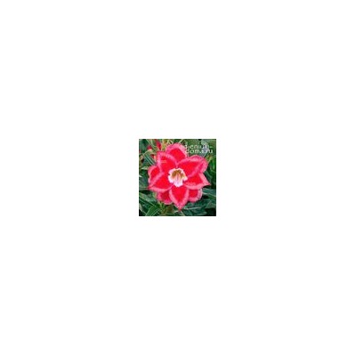 Adenium Obesum Double Flower NEW-213