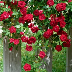 Роза почвопокровная Red Cascade "Ред Каскад"