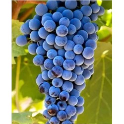 Саженцы Виноград Каберне, арт.: 73103