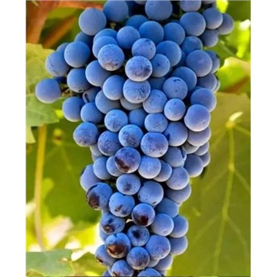 Саженцы Виноград Каберне, арт.: 73103