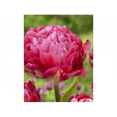 Тюльпан Up Pink "Ап Пинк" 5шт