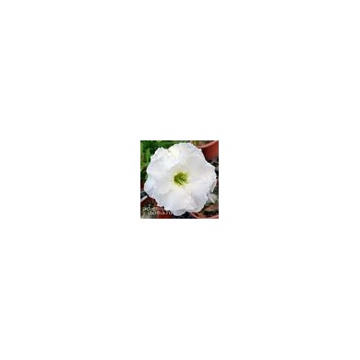 Adenium Obesum Double Flower NEW-111