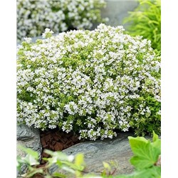 Тимьян ранний Альбифлорус, арт.: 69791