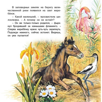 «Познаём мир вокруг нас. Приключения жеребёнка», 16 стр.